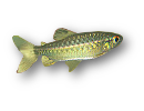arnoldichthys spilopterus logo
