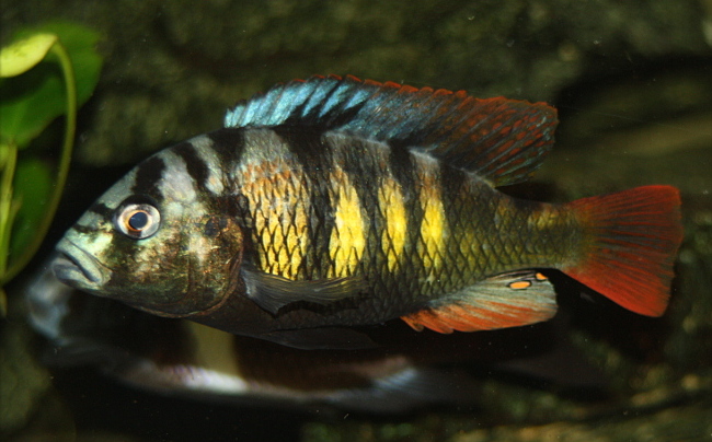 haplochromis sp. thick skin adultes Männchen