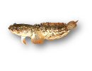Allenbatrachus grunniens