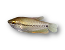 Trichopodus pectoralis