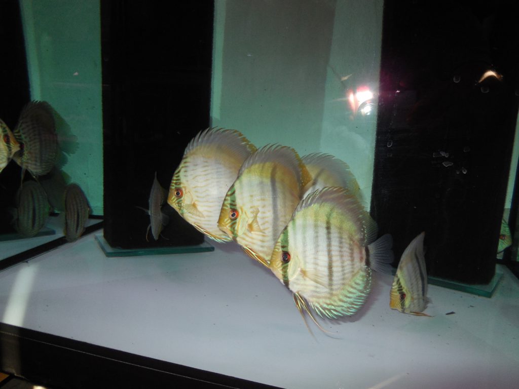 blue head nhamunda 12 15cm vom 19.03 (1)