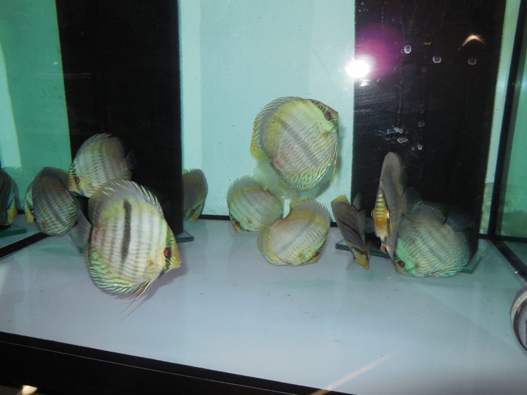 blue head nhamunda 12 15cm vom 19.03 (3)