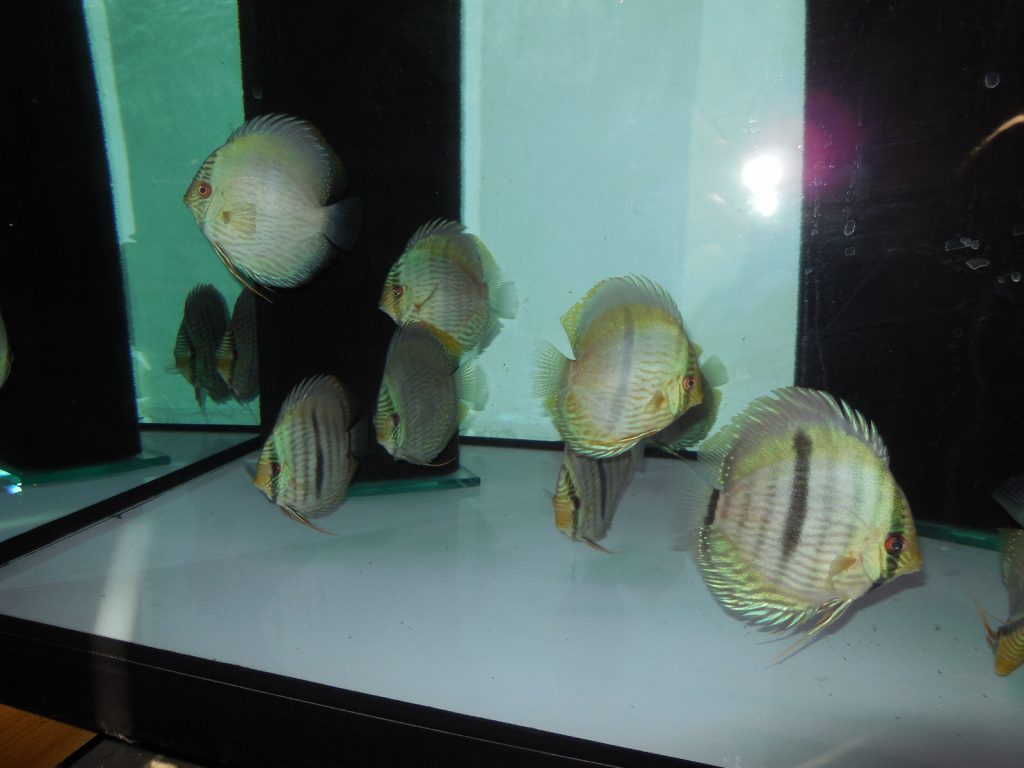 blue head nhamunda 12 15cm vom 19.03 (4)