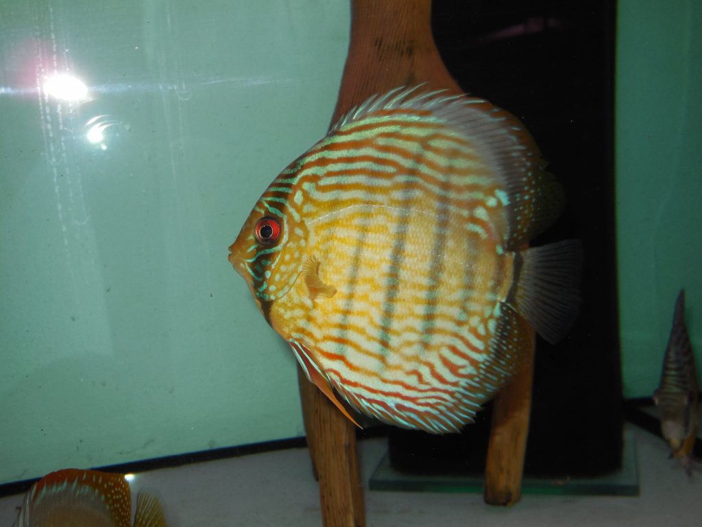 royal blue oriximina trombetas vom 28.02 (26)