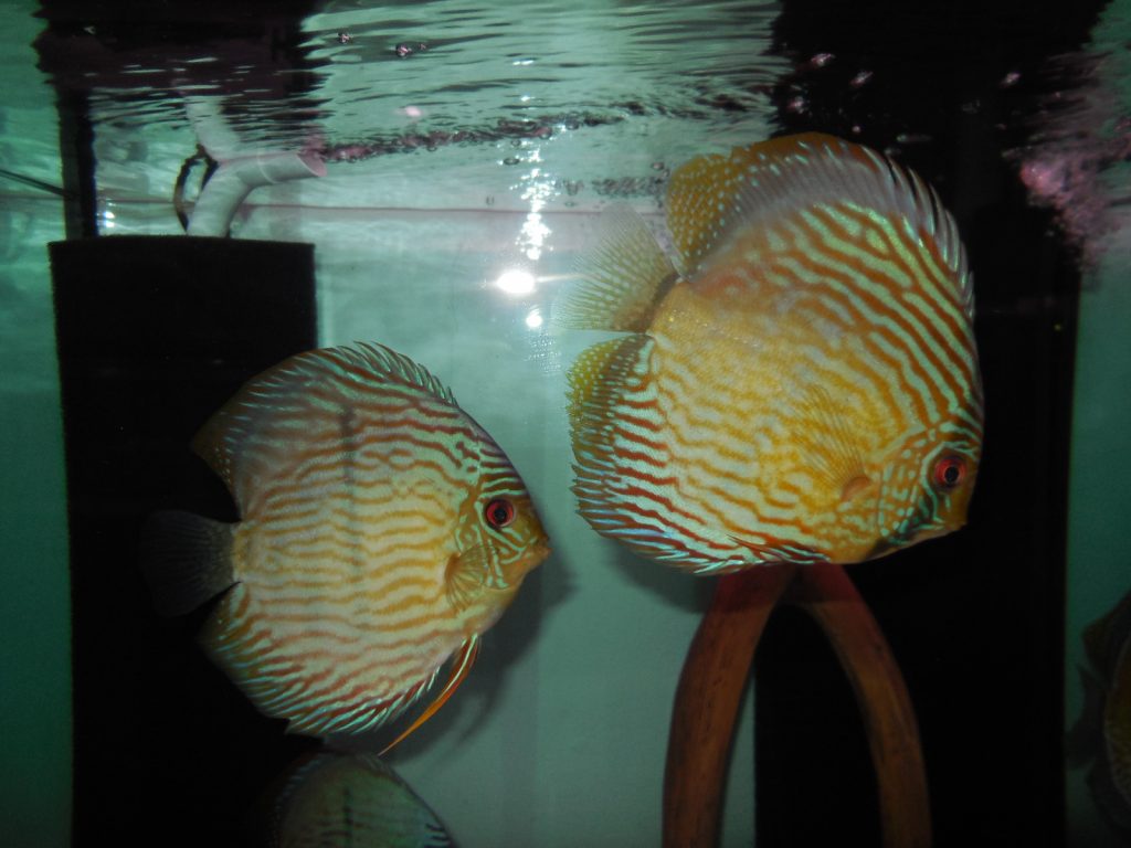 royal blue oriximina trombetas vom 28.02 (28)