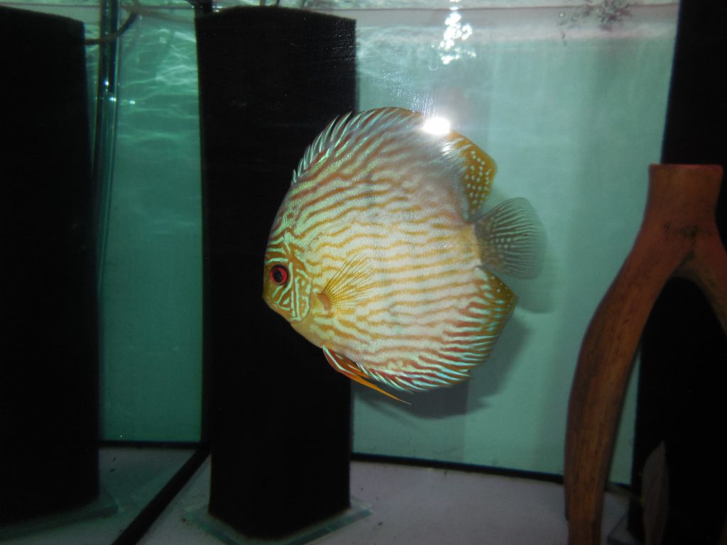 royal blue oriximina trombetas vom 28.02 (29)